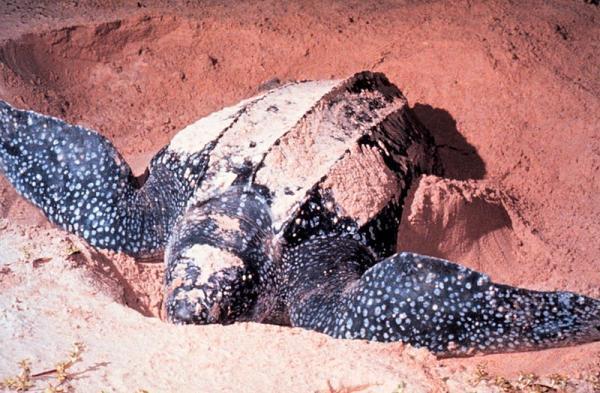 Phát hiện quần thể rùa luýt lớn nhất thế giới