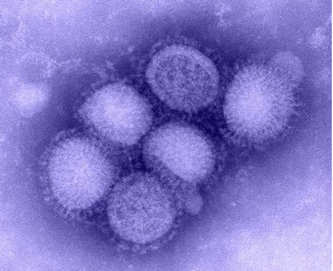 Quá trình hình thành virut H1N1