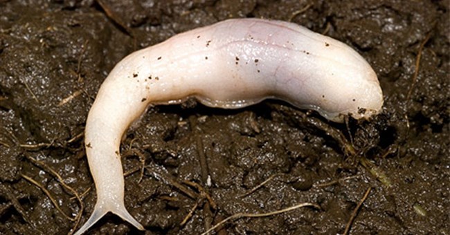 10 loài vật mới phát hiện nổi bật nhất