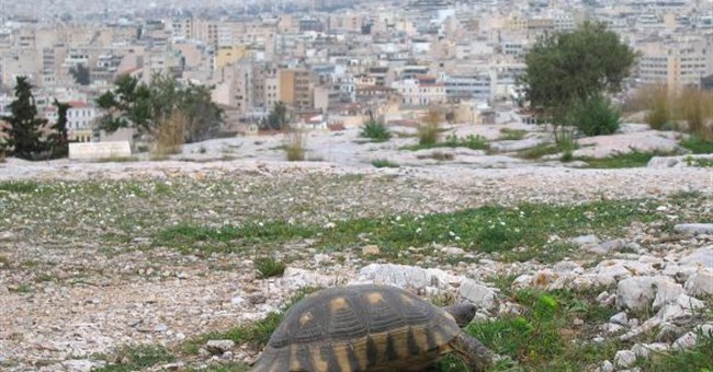 Biến đổi khí hậu nhanh chóng buộc các nhà khoa học phải đánh giá các chiến lược bảo tồn