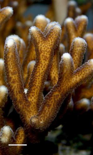 Vì sao các rặng san hô trên thế giới đang dần biến mất