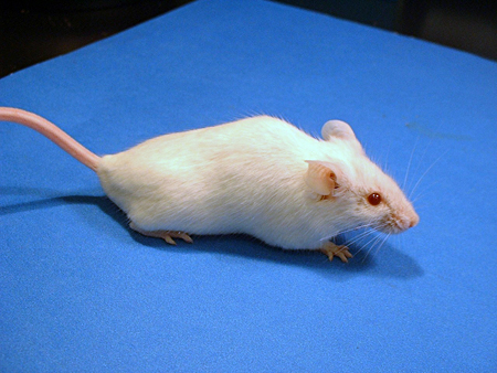 Đưa gen nói của người vào cơ thể chuột