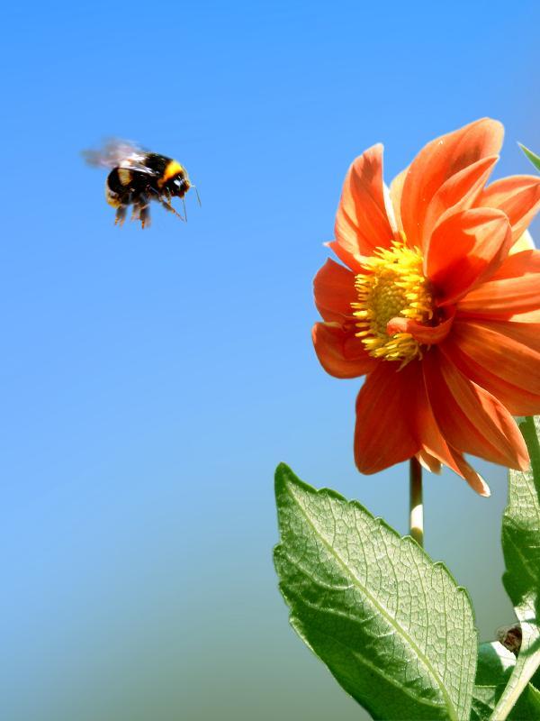 Đổi năng lượng lấy an toàn, ong duỗi thẳng chân để vững vàng bay trong gió 