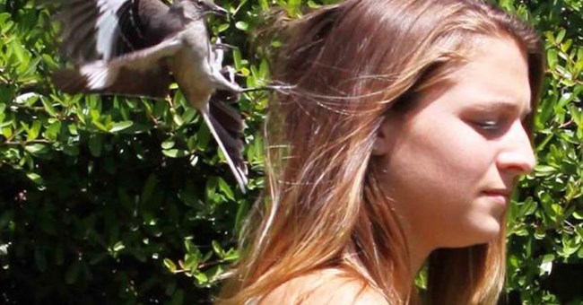 Chim nhại có thể nhận ra một khuôn mặt giữa đám đông