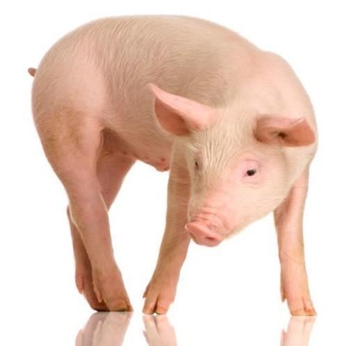 Các nhà khoa học tạo ra tế bào gốc toàn năng từ lợn 