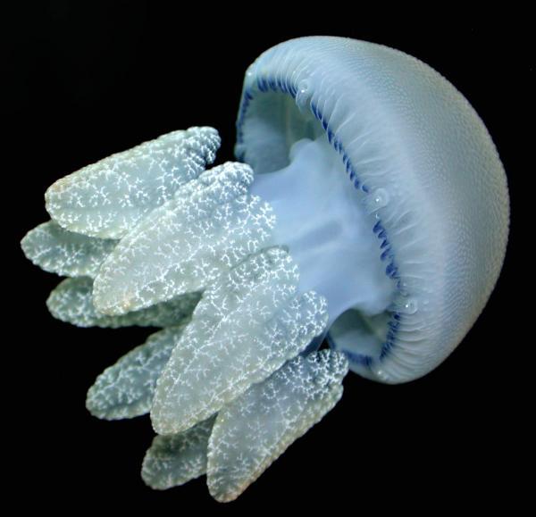 “Bùng nổ” sứa - mối đe dọa đối với đại dương
