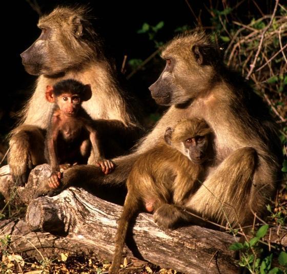 Quan hệ xã hội có ý nghĩa quan trọng đối với khỉ đầu chó
