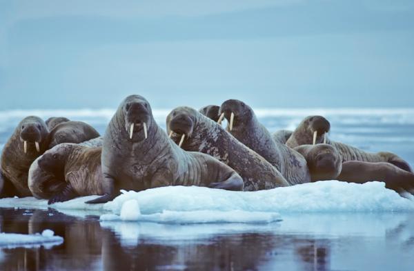 Suy giảm số lượng gấu Bắc Cực và hải mã