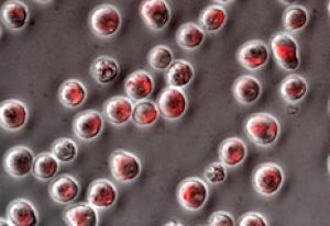 Viên con nhộng với kích thước phân tử có thể vận chuyển thuốc tới những tế bào xác định