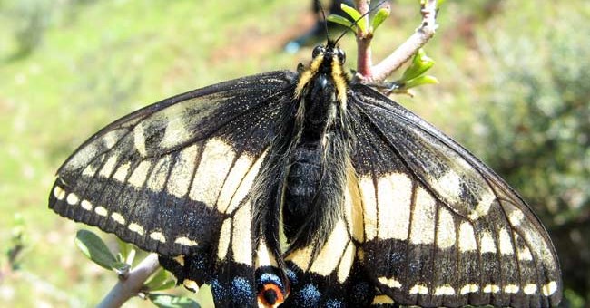 Côn trùng: nạn nhân bị bỏ quên của biến đổi khí hậu