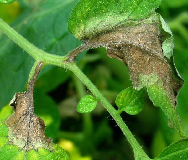Bệnh rụng lá gây tổn thất nặng nề cho ngành nông nghiệp Bắc Mỹ