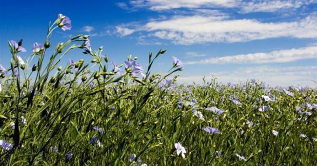 Bí mật về sự xuất hiện của thực vật hạt kín