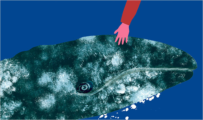 Theo dấu loài cá voi – Bí ẩn chưa có lời giải đáp (Phần 3) 