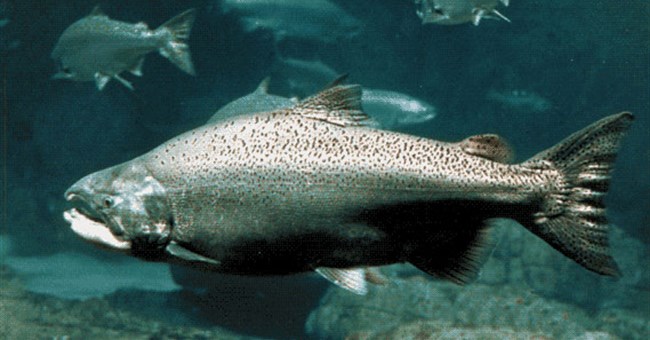 Cá hồi vua biến mất khỏi Alaska