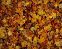 Tại sao lá cây mùa thu tại Hoa Kỳ và châu Âu có màu khác nhau?