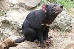 Mạng lưới xã hội – yếu tố khiến Tasmanian devil đứng trước nguy cơ tuyệt chủng