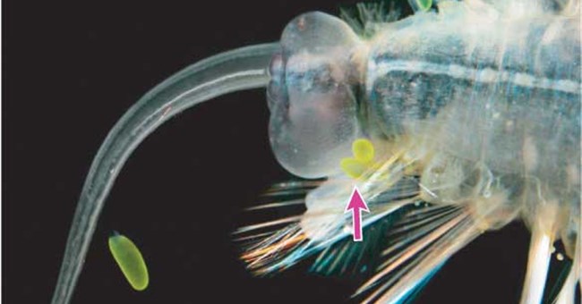 Sinh vật biển phát sáng để đánh lạc hướng kẻ thù