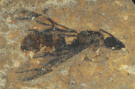 Hình ảnh các hóa thạch tại vùng Messel Pit