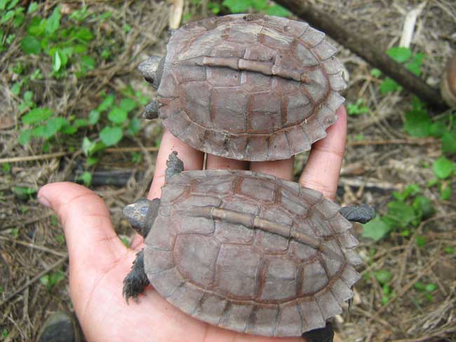 Lần đầu tiên phát hiện rùa hiếm sinh sống trong tự nhiên