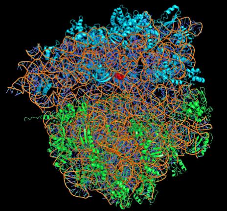 Giải Nobel Hóa học: Hình dáng và chức năng của ri-bô-xôm ở cấp độ phân tử