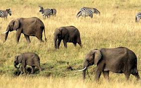 15 năm nữa voi châu Phi có thể không còn