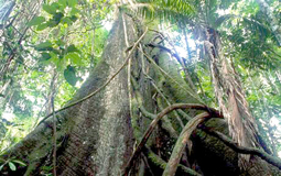 80% rừng nhiệt đới có thể biến mất do biến đổi khí hậu