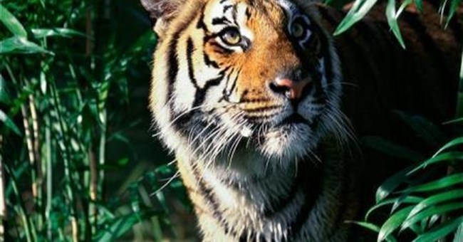 Myanmar thành lập khu bảo tồn hổ lớn nhất thế giới