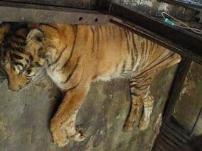Động vật ở Vườn thú Indonesia đang lâm nguy