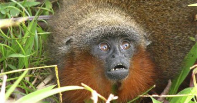 Phát hiện loài khỉ mới trong rừng Amazon