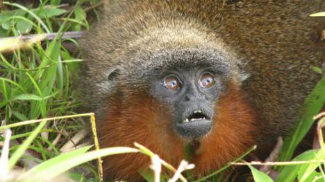 Phát hiện loài khỉ mới trong rừng Amazon