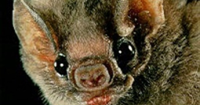 Dơi hút máu lan truyền bệnh dại ở Venezuela