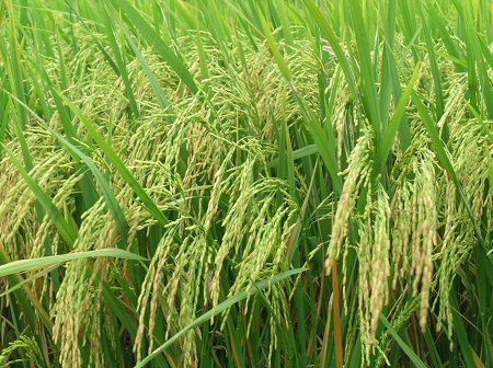 Lúa hoang giúp giải quyết việc thiếu lương thực