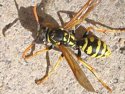 Nọc ong mặt quỷ độc không kém nọc rắn 