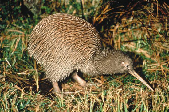 Nghiên cứu khử mùi cho loài chim ở New Zealand