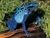 Phát hiện một loài "ếch làm điếc tai" tại Ecuador