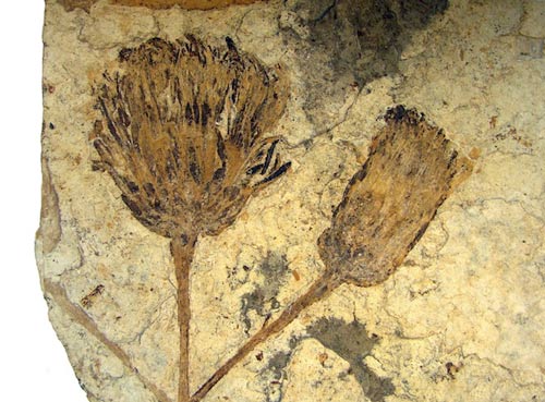 Phát hiện hóa thạch loài hoa cúc cổ nhất thế giới