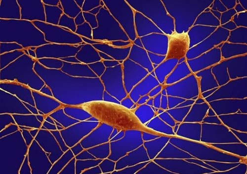 Tế bào thần kinh giúp hình thành tuyến nước bọt