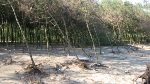 Thanh Hóa: biển Sầm Sơn xâm thực mạnh vào đất liền
