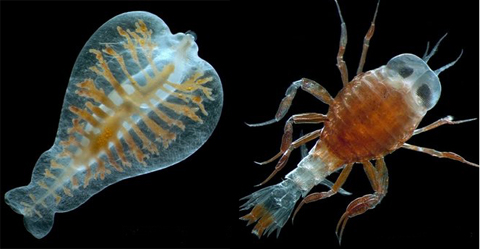 Phát hiện hơn 200 nghìn loài mới dưới đại dương