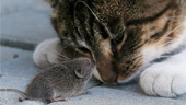 Con chuột không biểt sợ mèo
