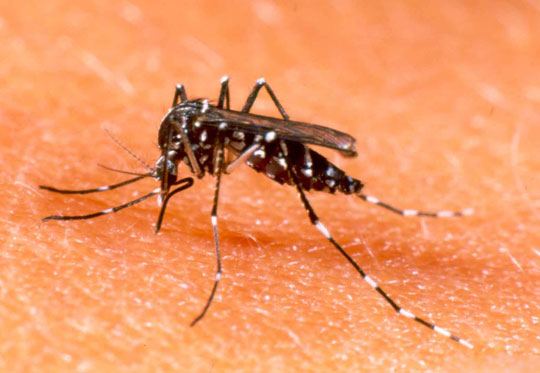 Malaysia dùng muỗi biến đổi gen trị sốt xuất huyết