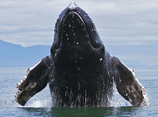 Cá voi lưng gù bơi một phần tư thế giới