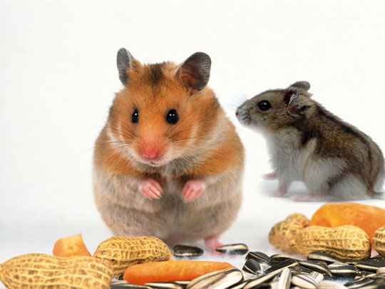 Gen chuột và người khác nhau nhiều hơn ta tưởng