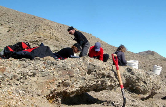 Phát hiện hóa thạch rùa 45 triệu năm ở Nam Cực