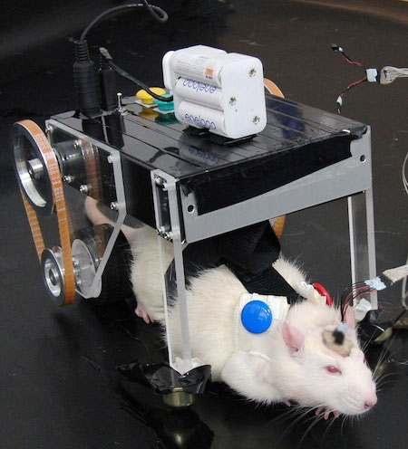 Gặp gỡ RatCar, một xe Robot Nhật Bản kiểm soát bởi não bộ của chuột