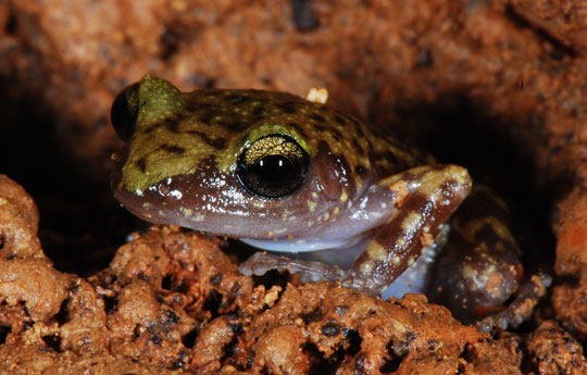 3 loài ếch mới ở dãy núi xưa nhất châu Phi