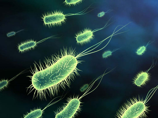 Chụp được ảnh của siêu vi khuẩn Ecoli kháng thuốc