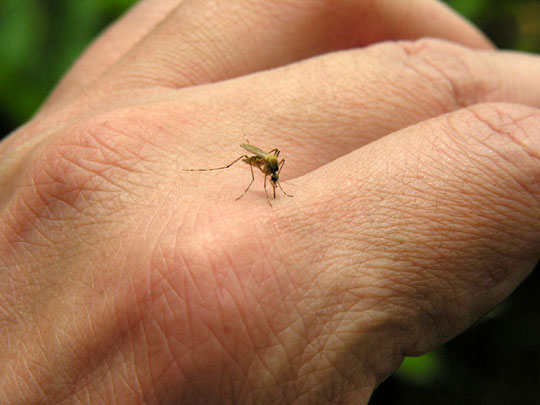 Ít muỗi có thể mang đến nhiều bệnh tật hơn!