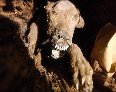 Peru phát hiện 6 xác ướp của chó có từ thế kỷ 15