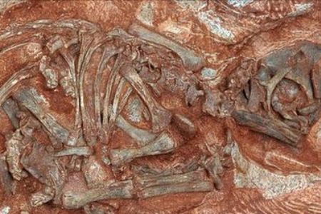 Phát hiện phôi khủng long niên đại 190 triệu năm